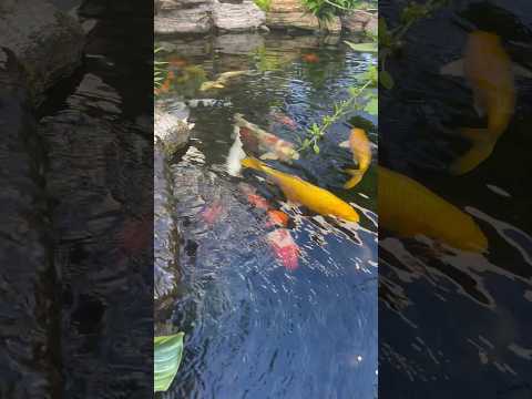 Plants live on koi pond water