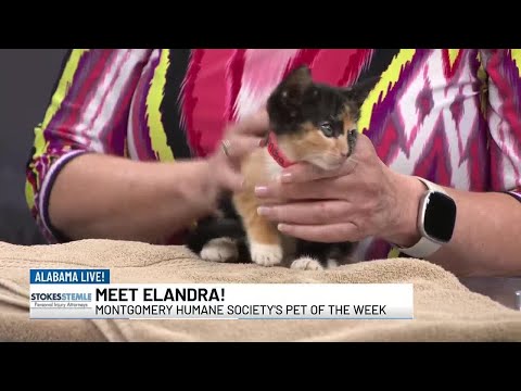 Meet Elandra our pet of the week