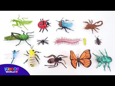 Insects and Arachnida Toys - Learn Bug Names - Insect Videos for Kids