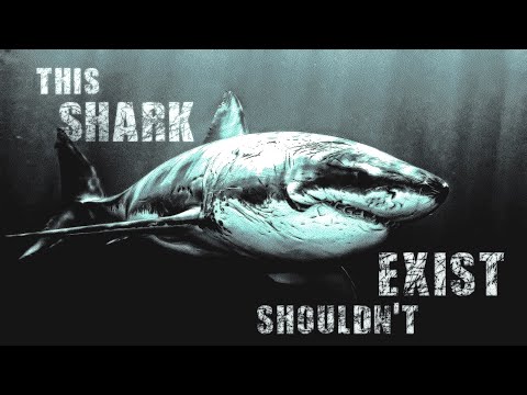 This Shark In the Bahamas Shouldn't Exist (PikaPikaGamer) | scary shark week story