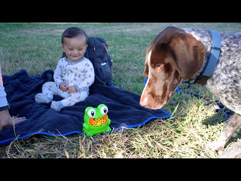 Bubble Bliss: How to Entertain Your Baby and Dog Together