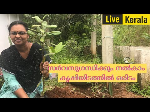 സർവസുഗന്ധിക്കും നൽകാം  കൃഷിയിടത്തിൽ ഒരിടം | HAPPY  ONAM