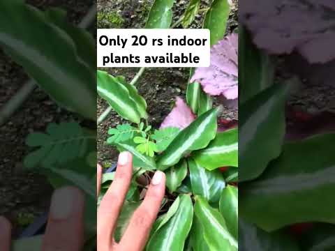 Cheapest rate indoor available #planthuntingmalayalam #indoorplants #plants #trending