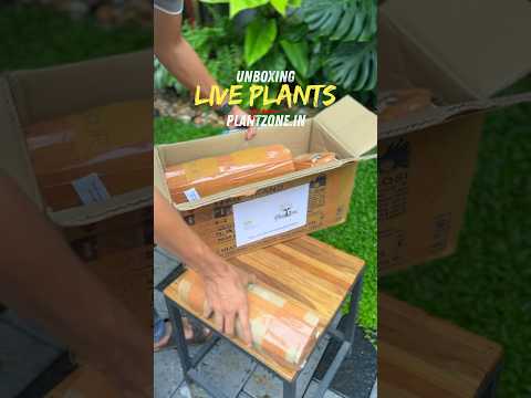 Unboxing plants from @Plantzone. Visit their website plantzone.in to purchase #greenplants