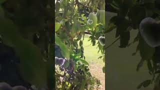 Mango Tree By @kitchenWithAlyana543 #youtube #trending #viral #foryou #shorts #short #mangotrees