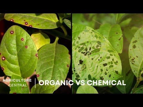 How to Remove Angular Leaf Spot: Organic vs. Chemical Remedies Unveiled!