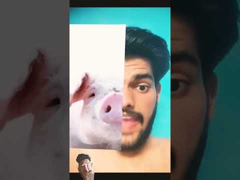 #funny #reaction #animals #comedy #memes #duet #foryou #trendingshorts #shortvideo #shortsfeed