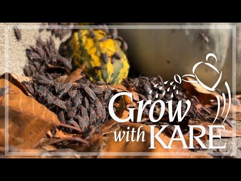 Grow with KARE: All about boxelder bugs