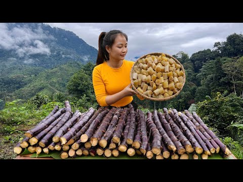 Harvesting PURPLE SUGAR Cane - How to make Delicious Steamed and Grilled Sugar Cane