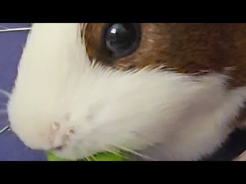 Cute guinea pigs!