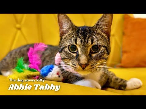 Meet Abbie Tabby, the kid friendly dog savvy kitty!