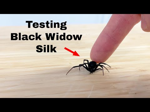 Is Black Widow Silk Stronger Than Steel?