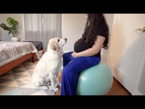 My Labrador gets nervous around my Pregnant belly | How we were able to desensitize him