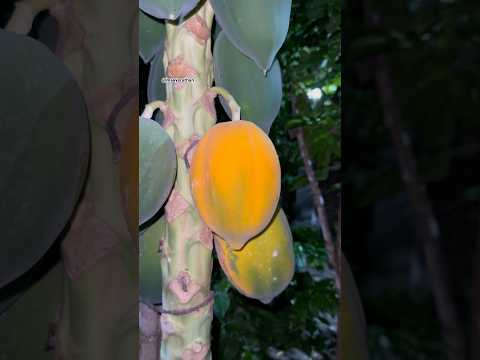 Harvesting papaya #papaya #papayafruit #garden #gardening #harvesting #shorts #shortsfeed #viral