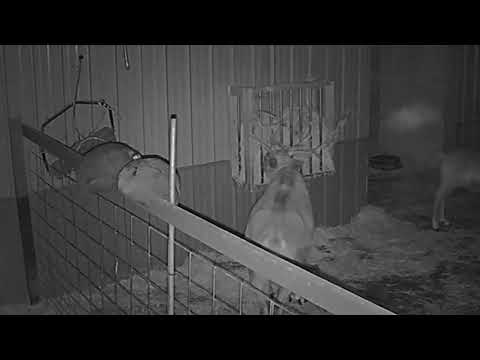 ReindeerCam Live Stream