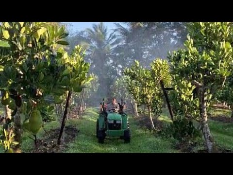 Foliar fertilising the Jackfruit trees