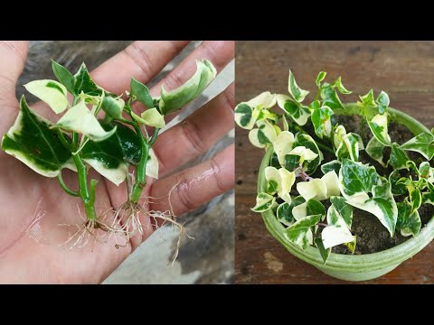 How to grow English Ivy plant from cuttings | Ivy plant propagation