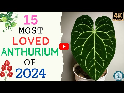 15 Most Beautiful Anthurium Varieties | Most Loved Anthurium Varieties Of 2024.