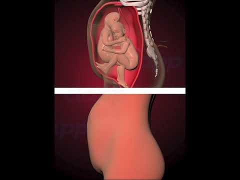 Amazing Twins inside the womb (3D Animation)