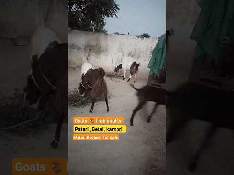 Patari goat  chakwal Betal goat chakwal Kamori goat chakwal Multi Goat Farm price bakra