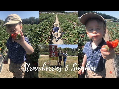 STRAWBERRIES & SUNSHINE | Alfie's Adventures