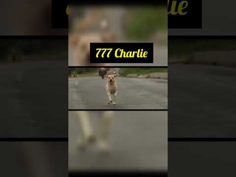 777charlie😊😊#viral #shorts #777charlie#dog