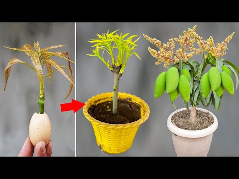 Summary of mango cuttings technique using super growth chicken eggs