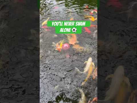 Fish Football: Koi vs. Catfish #organic #aquaponics #susansoullashomestead