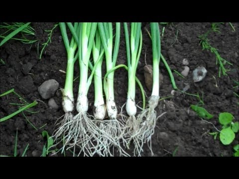 How to Grow Spring Onions from Seed