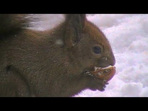 冬の円山公園で念願のリスが撮れました | 24.3.20