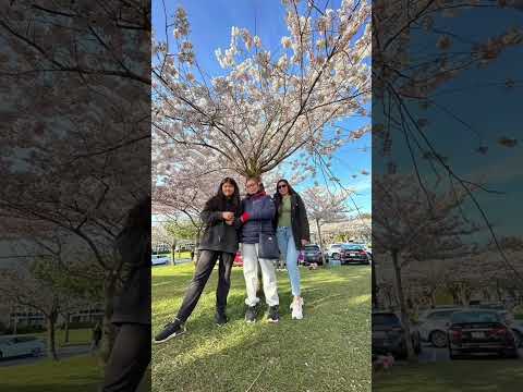 #sakura #cherryblossom #reelsviralvideo #reels #richmondbc #canada