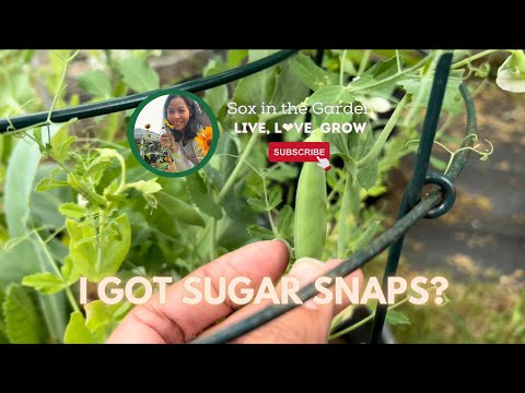 I got Sugar Snaps? 😅🌱🥰 | WA Zone 8b | Garden Vlog