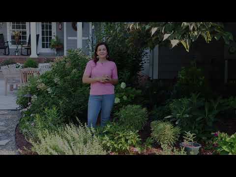 Sugar Shack Buttonbush--a Problem Solver for the Garden!