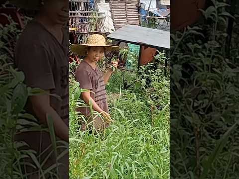 Filipna Farmer #farming #filipina