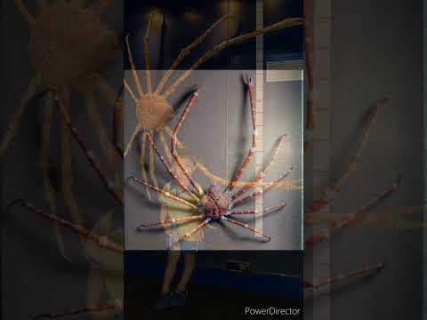 Largest Crab On Earth || 100 सालों तक जीने वाला केकड़ा || Japanese Spider Crab || #shorts