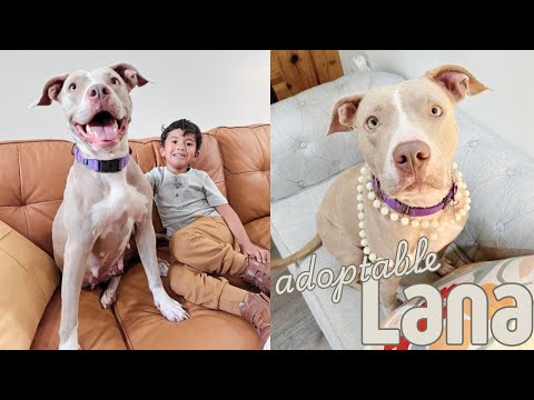 This pittie has a soft spot for kids! Get to know adoptable Mama Lana with three year old Kobe!