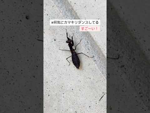 【 絶滅危惧種 】ヒナカマキリ‼️←生まれたばかりの「ちび黒カマキリ」だと思っていたら、、