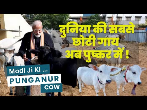 Pushkar Mela: दुनिया की सबसे छोटी गाय अब पुष्कर में ! || Punganur cow || Pushkar Festival #Pushkar