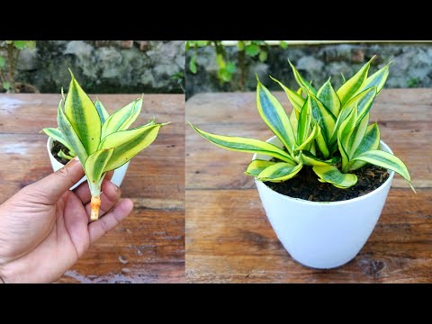 How to grow sansevieria plant from cuttings | snak plant propagation | sansevieria plant care