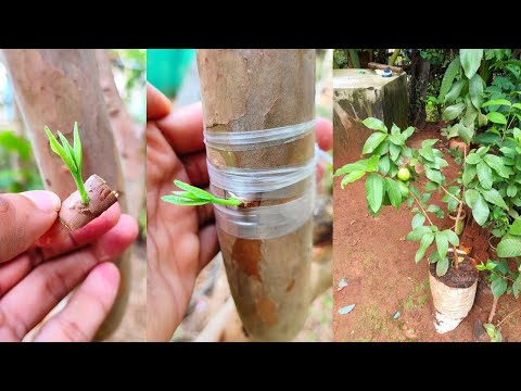 Guava Tree Bud Grafting | How to graft guava tree | Grafting techniques