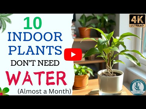 10 Indoor Plants That Don't Need Water Much | Drought Tolerant Indoor Plants | Low Water Houseplants