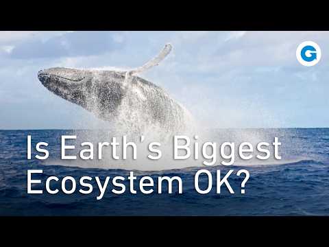 The Surprising Link Between Ocean Food Chain and Climate Change | Extra Long Documentary