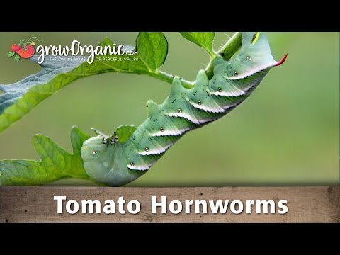 How to Get Rid of Tomato Hornworms