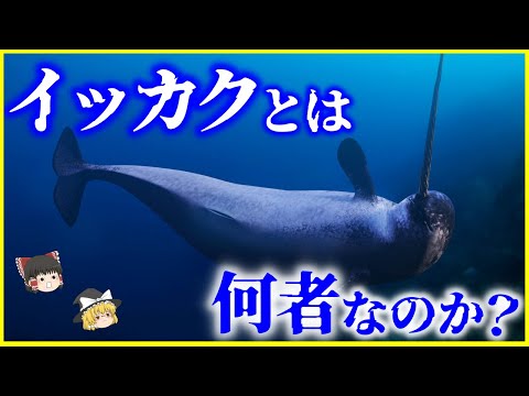 【ゆっくり解説】人類には飼育不可⁉️「イッカク」とは何者なのか？を解説/海のユニコーンの不思議な生態