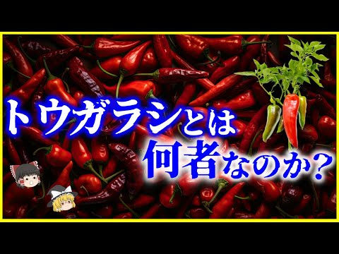 【ゆっくり解説】なぜ胡椒と同じ「ペッパー」？「とうがらし」とは何者なのか？を解説/何故辛く進化した？勘違いだらけのトウガラシの歴史とは