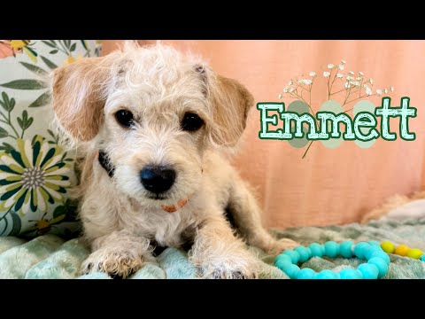 Embrace Emmett, the easygoing snuggle buddy everyone needs! 💚🩵🐾