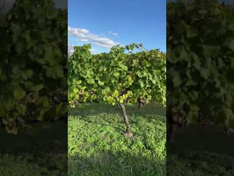 #vineyard #youtubeshorts