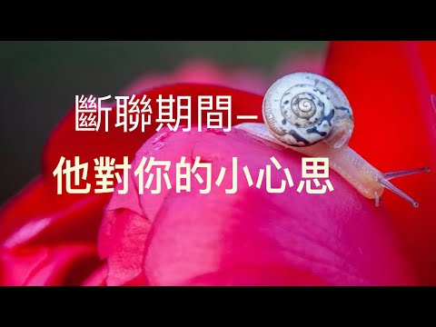 塔羅占卜🪼斷聯期間-他對你的小心思（有沒有想念你？）