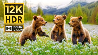 WONDERFUL ANIMALS 12K HDR 120FPS | with Cinematic Music (Colorfully Dynamic)