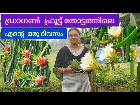 A Day In My Life in Dragon fruit Plantation/ഡ്രാഗൺ  ഫ്രൂട്ട് തോട്ടത്തിലെ എൻ്റെ  ഒരു ദിവസം